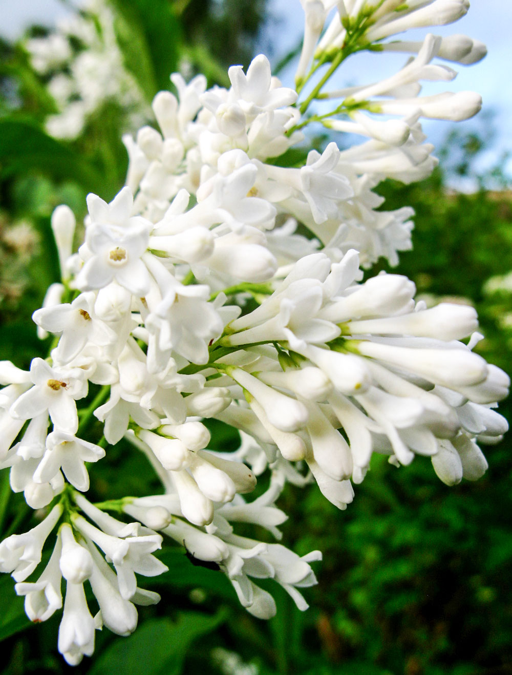 Zuri_Zuberi_flowers_white_2