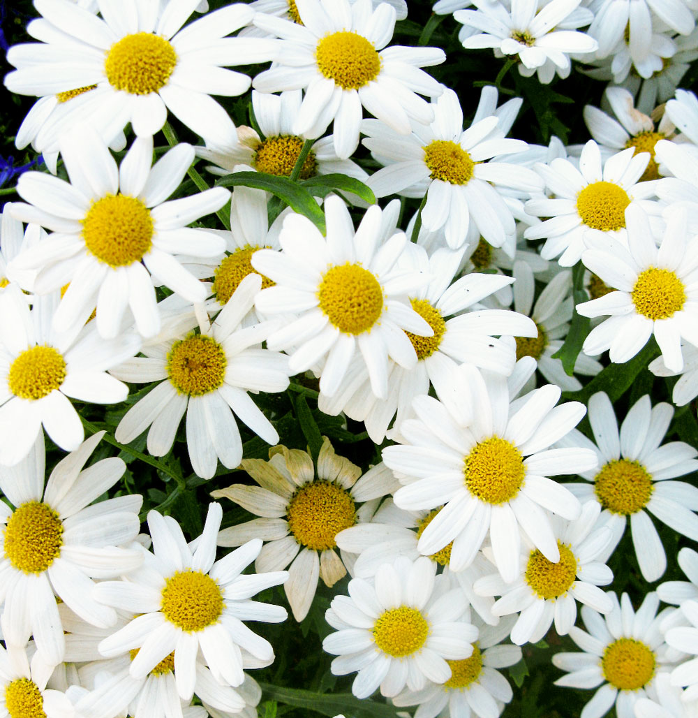 Zuri_Zuberi_flowers_white_4